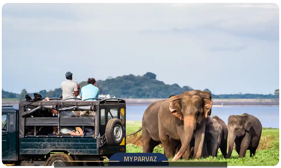 سافاری در پارک ملی ویلواتا – تجربه ای متفاوت در طبیعت وحشی